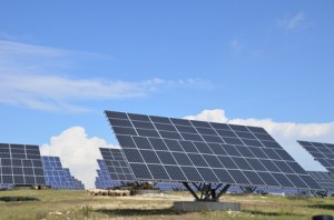 solar power plant with grazing sheep